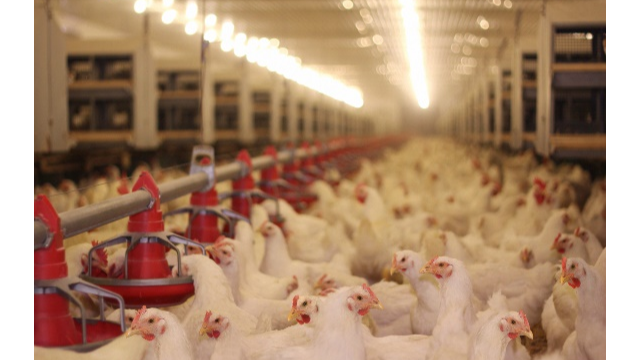 创新科技助推畜牧饲料业新开展，AC米兰官网生物利用合成生物技术赋能饲料添加剂25-羟基VD₃的生产